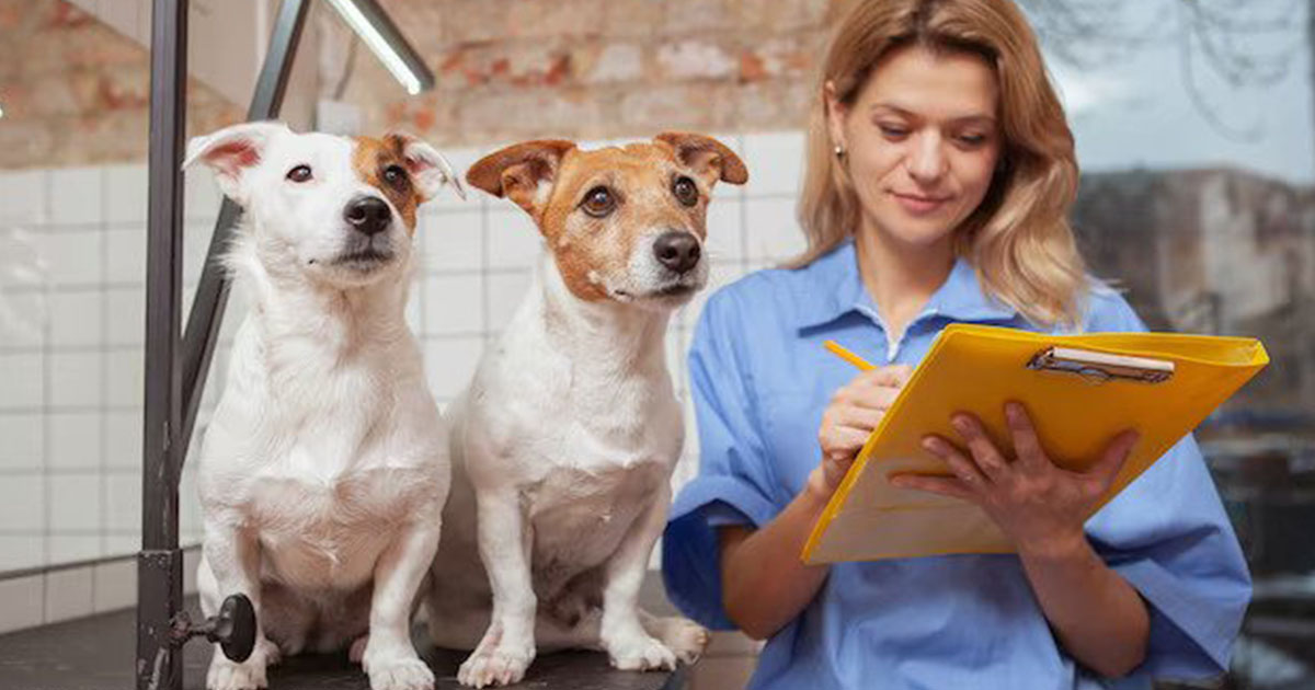 Pet Insurance Claims You Need To Understand